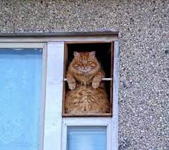 Ten Cats Looking Out Of Windows Waiting For Their Owners Cats Pets Cats Ginger Cats