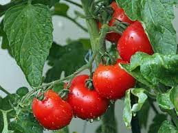 For passion fruit vines, a food with lower numbers will still enhance the plant's growth but leave little worry about burnt roots and dropped fruit. Best Fertilizer For Tomatoes At Different Stages What Npk Ratio When How Often Dengarden