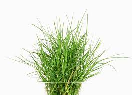 We did not find results for: Tuft Of Grass Free Stock Photos Rgbstock Free Stock Images Crisderaud January 21 2010 329