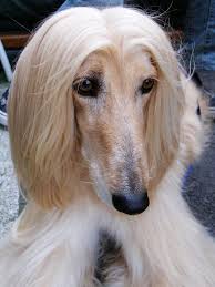 White African Hound Ali Afghan Hound Hairy Dog Hound Dog