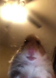 Hamster Staring At Phone By Stertube Redbubble Cute Animal Memes Funny Animal Memes Funny Hamsters