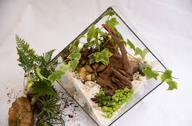 Evaporation levels will be higher is arid conditions. Terrarium Watering And Condensation Guide Terrarium Planting Guide