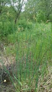 Image result for Schoenoplectus scirpoides