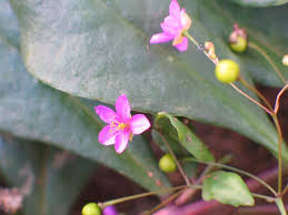 Image result for Talinum crispatulum