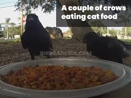 We did not find results for: What Do Crows Eat List Of Crow Diets With Pictures