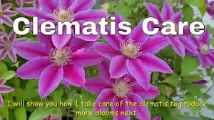 We did not find results for: Clematis Care And How To Get More Blooms How To Deadhead A Clematis Different Variety Of Clematis Youtube