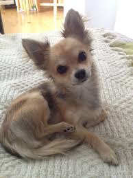 Cappou Chihuahua Long Hair 7 Months Finally Found A Picture That Looks Like Bambi Chihuahua Puppies Dog Breeds Chihuahua