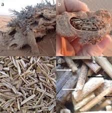Image result for Centropodia glauca