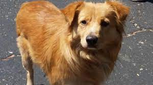 Adopt Cecil On Petfinder Golden Retriever Collie Mix Golden Retriever Golden Retriever Mix Border Collie