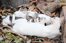 Q:a feral cat that comes around our house vanished for several weeks, then returned with missing hair on part of her tail.three weeks later, more hair was missing and this time there were sores. A Closer Look At Community Cats Stray Cats Tnr Aspca