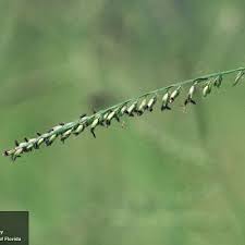 Image result for Urochloa dictyoneura
