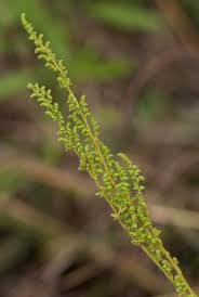 Image result for Anemia angolensis