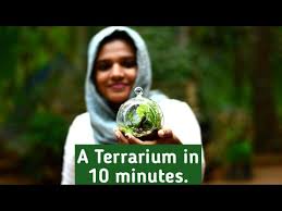 Terrarium Making In Malayalam Terrarium Diy Youtube