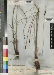 Image result for Tetraria