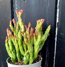 Image result for Euphorbia rubriflora