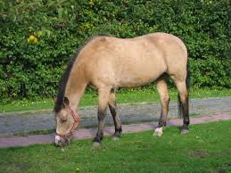 One of the popular members of buckskin is a buckskin quarter horse. Buckskin Horse Wikipedia