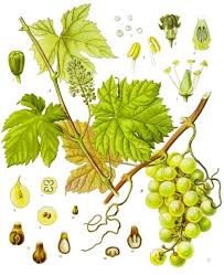 Image result for Vitis