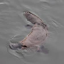 A Platypus Swimming Near Scottsdale Platypus Tasmania Discovertasmania Image Credit Pepper Australia Animals Australian Native Animals Australian Mammals