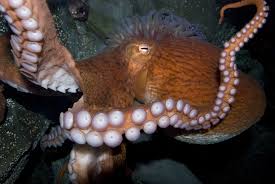 Birds Do It Bees Do It Birds Do It Bees Do It Giant Pacific Octopuses Do It Too The Boston Globe Giant Pacific Octopus Octopus Octopus Species