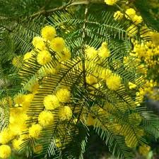 Image result for Acacia decurrens