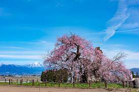 米沢 の 千歳 桜