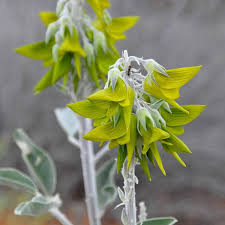 Image result for Crotalaria quarrei