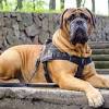 Pitbull dog price in sri lanka. Https Encrypted Tbn0 Gstatic Com Images Q Tbn And9gcrad 1d7rtcswp4x7lxvnmpinuksmqkpt Bgo4m Fbvabmuvq00 Usqp Cau