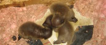 What kind of noises do animals make in attic? How Do I Know If There Are Baby Raccoons In The Attic