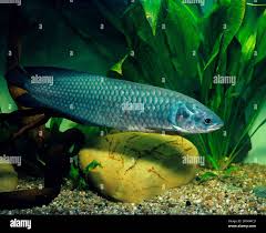 Image result for Heterotis canescens