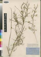 Image result for Hyparrhenia welwitschii