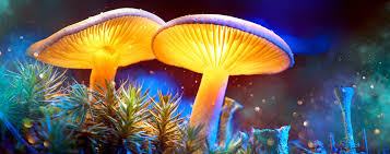 Fungi exist all over the world and are as important to our lives as wheat, cattle, fish, or any other living thing. After Dark Online Fungi Exploratorium