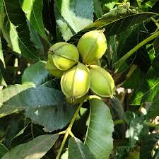 Image result for Carya illinoinensis