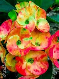 Thai crown of thorns pink giant. 36 Euphorbia Milii Ideas Euphorbia Milii Euphorbia Crown Of Thorns