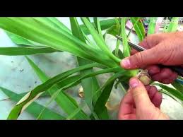 Poor enough room temperature water to cover the nodes of the cutting. Yucca Plant A Popular Easy Growing Easy Care Drought Tolerant Evergreen Grown As A Tree For Indoor And Outdoor Use Yucca Plant Yucca Plant Care Yucca Tree
