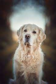 Golden Portrait Hunde Liebe Dog Breeds Cute Dog Collars Dogs