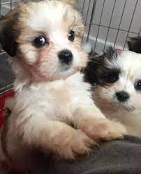 Beautiful Pure Lhasa Apso Puppies Leeds West Yorkshire Pets4homes Lhasa Apso Puppies Lhasa Apso Puppies