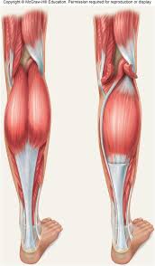 Muscles in the anterior compartment of the leg. Posterior Leg Muscle Labeling Diagram Quizlet