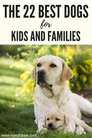 The 22 Best Dogs For Kids And Families In 2019 Merchdope Dogs Bestdogsforkids Familydog Best Dogs For Families Best Dogs For Kids Family Dogs