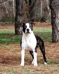 Black And White American Bulldog Pitbull Mix Pin By Tigres Do Sul On Best Amstaff American Bulldog Mix American Pitbull Terrier American Staffordshire Terrier