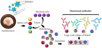 Engineering Monoclonal Antibodies Production And