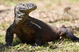 Naja sputatrix alias javan spitting cobra alias ular sendok. Hewan Langka Dan Terancam Punah Di Indonesia Halaman All Kompas Com