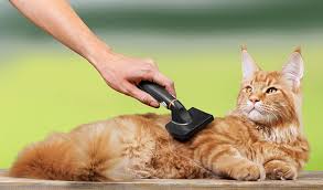 How to shave a cat. Best Cat Brush Find The Best Brush For Your Cat