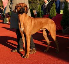 Rhodesian ridgebacks are known for their sleek, muscular bodies, and short ruddy coats. Rhodesian Ridgeback Info Temperament Puppies Pictures