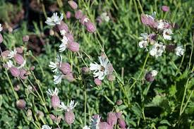 Image result for Silene abyssinica