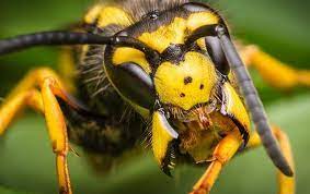 Residential and commercial pest control. Learn More About The Yellow Jackets Found In Texas