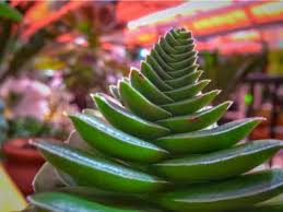 Snake plant propagation baby snakes indoor plants indoor gardening plant care houseplants cactus plants tropical flowers. Caring For Crassula Succulents Tips For Growing Crassula Red Pagoda Plant