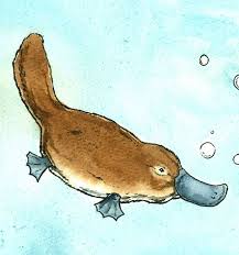 Swimming Platypus Love Original Watercolor Painted Print Animals Artwork Platypus Australian Animals