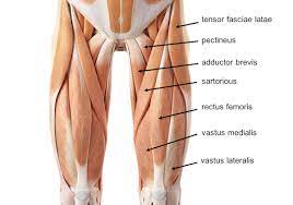 Tendons attach muscle to bone. Leg Knee Anatomy