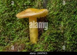Image result for Russula flavida