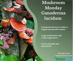 Image result for Ganoderma lucidum